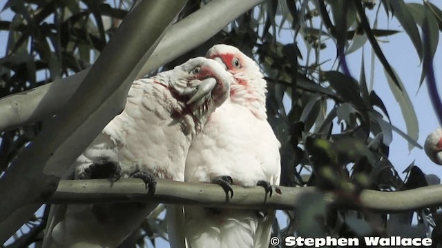 Long-billed Corella - ML201626301