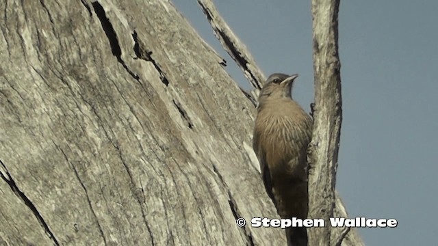 Brown Treecreeper - ML201626341