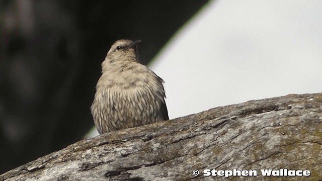 Brown Treecreeper - ML201626351