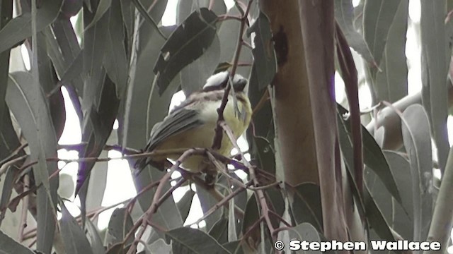 Falconelle à casque - ML201626411