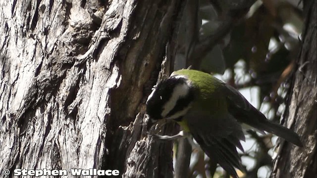 Eastern Shrike-tit - ML201626421