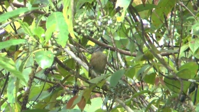 Tawny-breasted Honeyeater - ML201626481