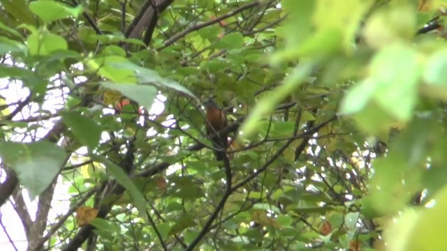 Chestnut-breasted Cuckoo - ML201626491