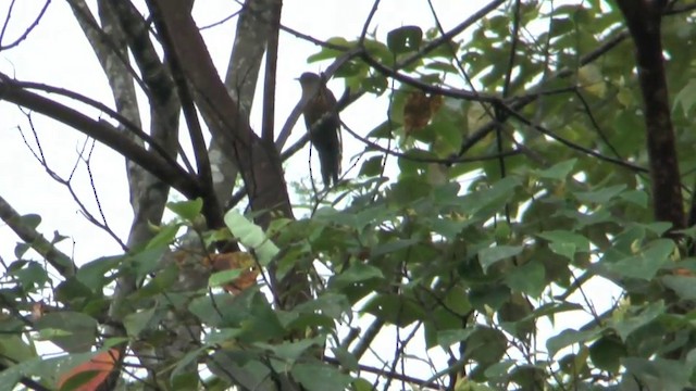 Chestnut-breasted Cuckoo - ML201626501