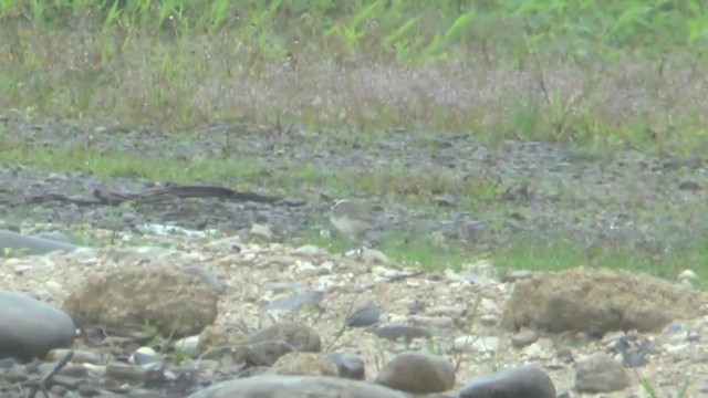 Little Ringed Plover (dubius/jerdoni) - ML201626531