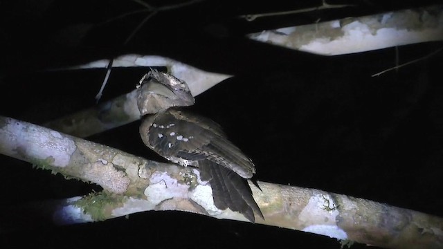 Marbled Frogmouth (Marbled) - ML201626591