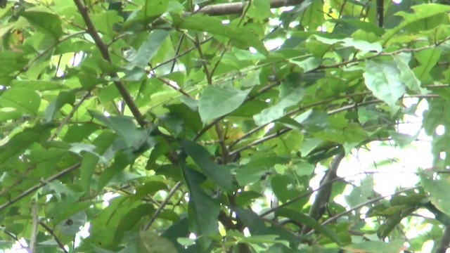 Dusky-cheeked Fig-Parrot - ML201626611