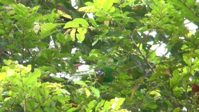 Dusky-cheeked Fig-Parrot - ML201626621