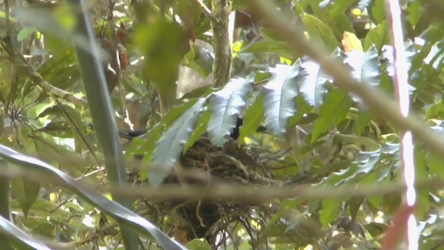 Black Butcherbird - ML201626681