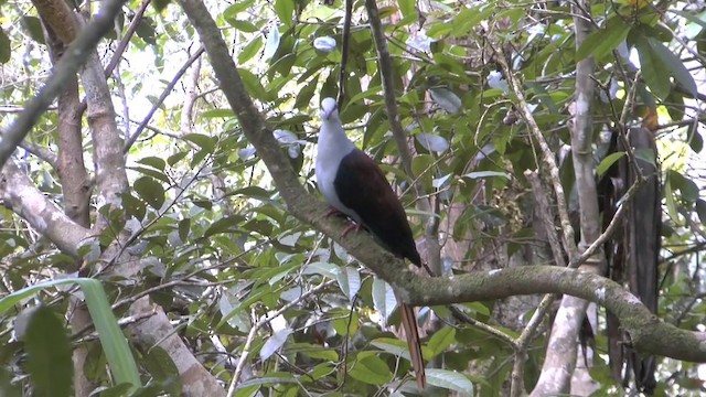 Great Cuckoo-Dove - ML201626701