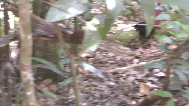 Pheasant Pigeon (Gray-naped) - ML201626721