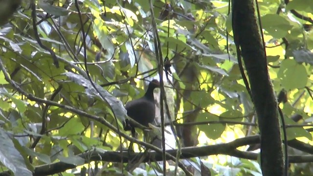 Melanesian Megapode - ML201626791