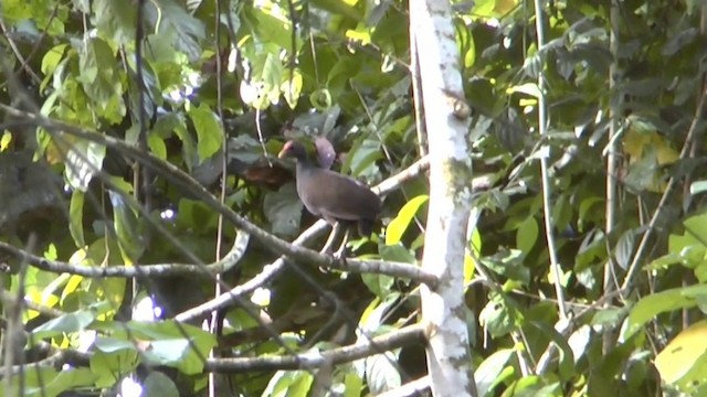 Bismarck-Großfußhuhn - ML201626801