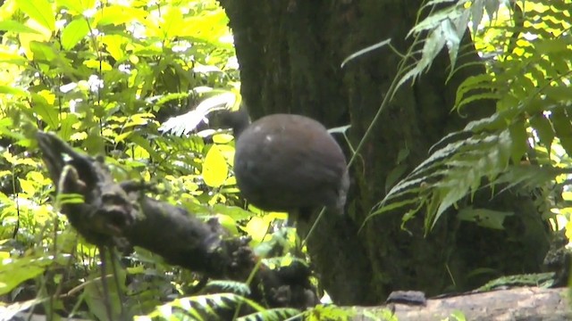 Bismarck-Großfußhuhn - ML201626811