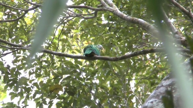 Wompoo Fruit-Dove - ML201626821