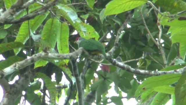 Beautiful Fruit-Dove - ML201626851