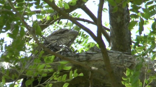 Papuan Frogmouth - ML201626931