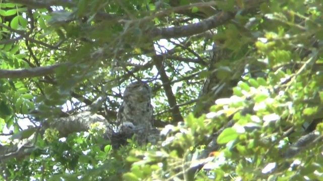 Papuan Frogmouth - ML201626941