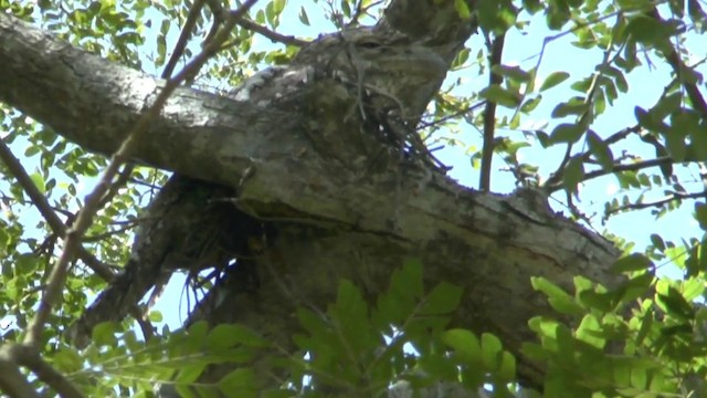 Papuan Frogmouth - ML201626971