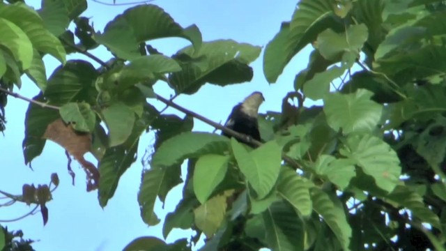 Pied Coucal - ML201627011