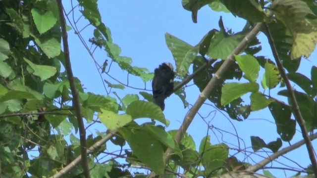 Pied Coucal - ML201627021