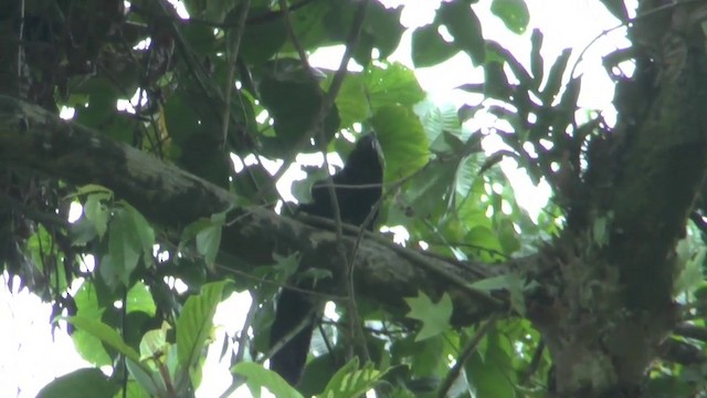 Violaceous Coucal - ML201627061