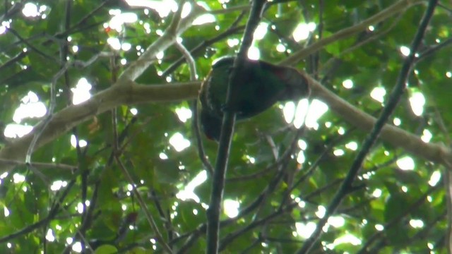 Yellow-streaked Lory - ML201627081