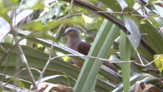 Tórtola Cuco Pechirrosa - ML201627101