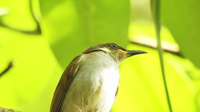 Mimic Honeyeater - ML201627181