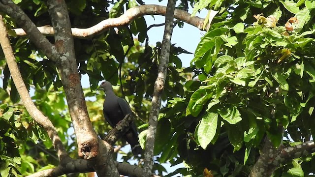 Pinon's Imperial-Pigeon (Gray-headed) - ML201627211