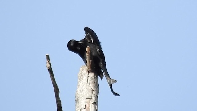 Yıldızlı Drongo (carbonarius) - ML201627241