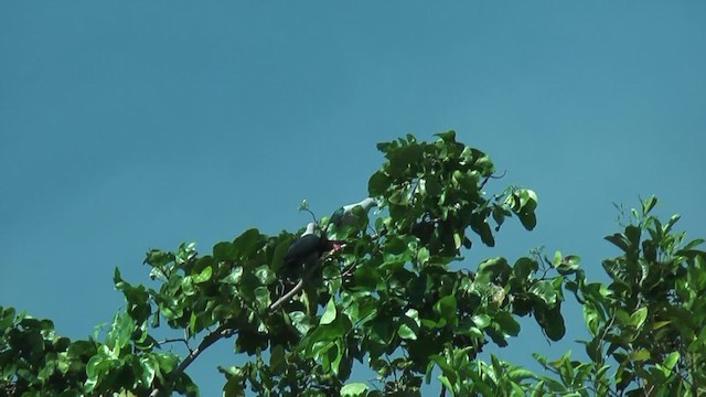 holub papuánský - ML201627291