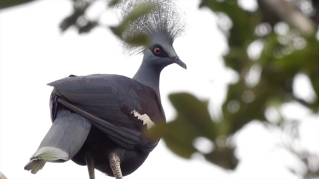 Western Crowned-Pigeon - ML201627311