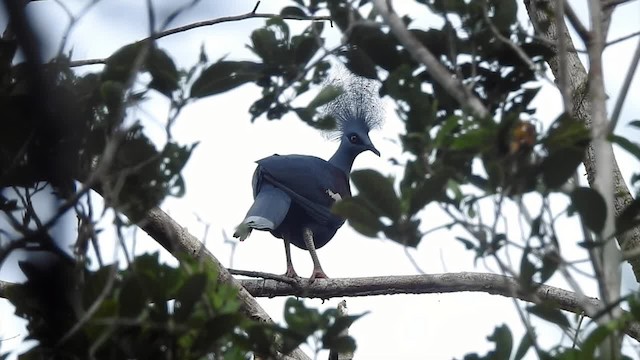 Western Crowned-Pigeon - ML201627331