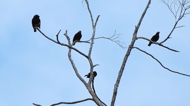 Yellow-faced Myna - ML201627351