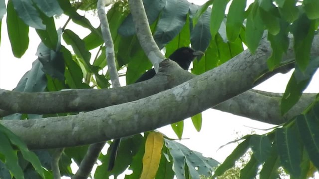 Pacific Koel (Oriental) - ML201627371