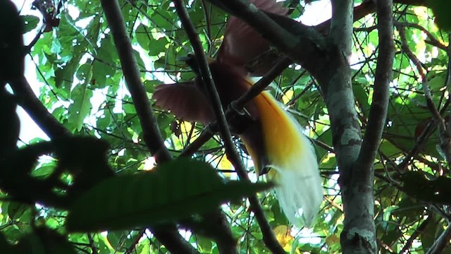 Lesser Bird-of-Paradise - ML201627381