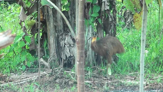 Northern Cassowary - ML201627391