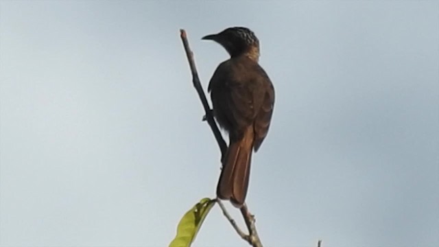 Streak-headed Honeyeater - ML201627411