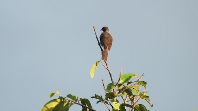 Streak-headed Honeyeater - ML201627421