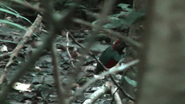 Papua-Blaubrustpitta - ML201627431