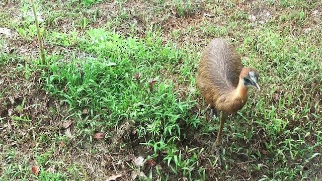 Northern Cassowary - ML201627441