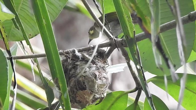 Mimic Honeyeater - ML201627481