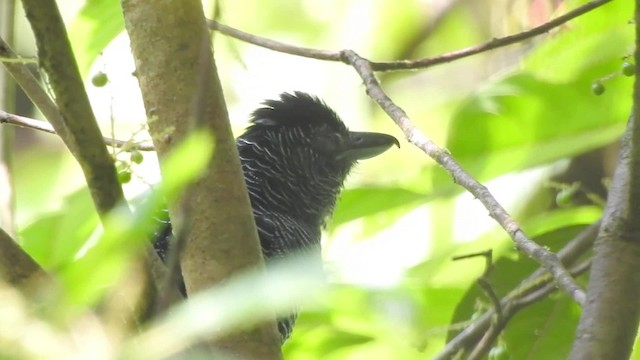 Fasciated Antshrike - ML201627561