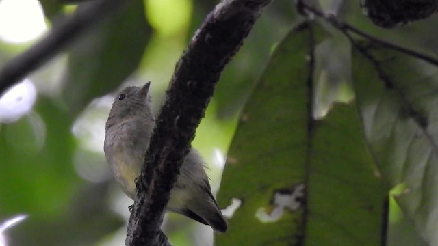 Dwarf Tyrant-Manakin - ML201627581