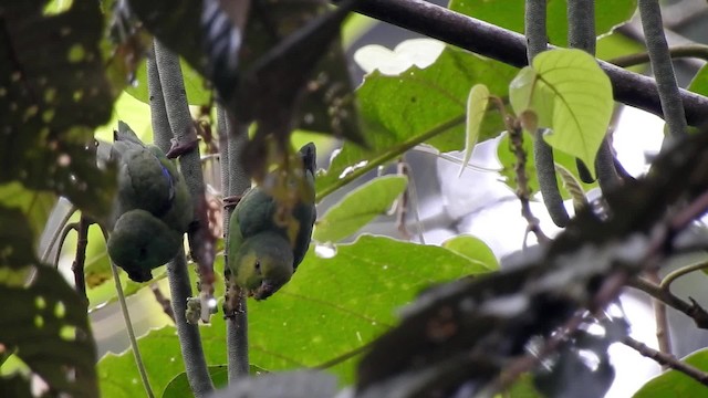 Dusky-billed Parrotlet (Dusky-billed) - ML201627591