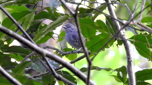 Plain Antvireo - ML201627601