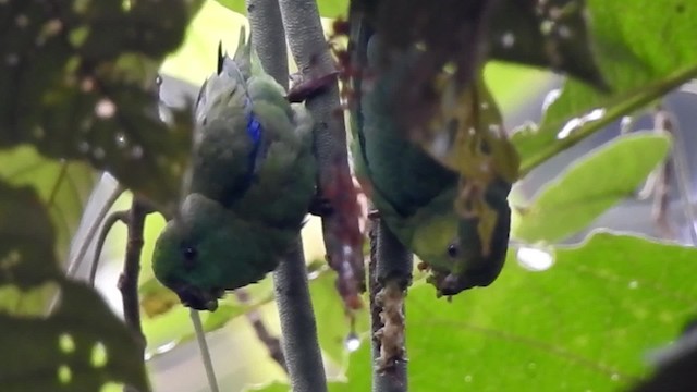 papoušíček tmavozobý (ssp. modestus) - ML201627611