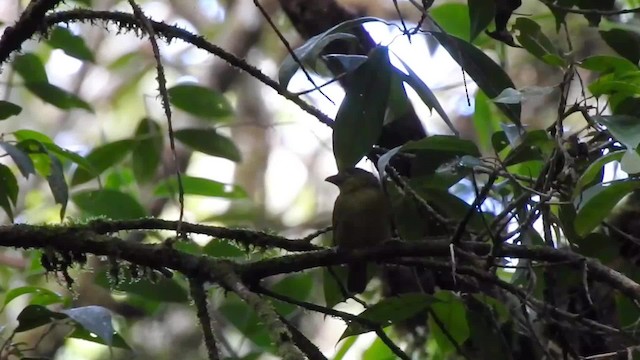 Yellow-lored Tanager - ML201627631