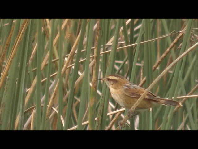 Wren-like Rushbird - ML201627821